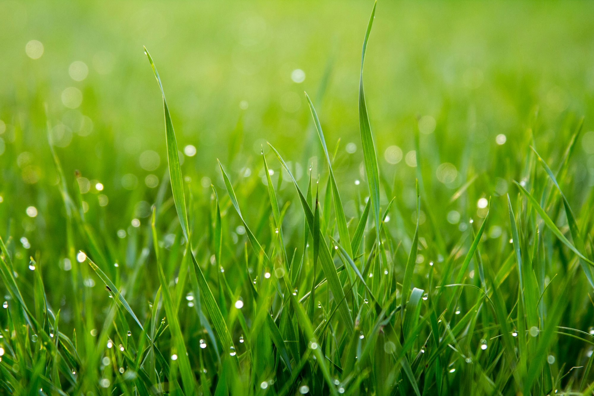 Gras mit Tautropfen