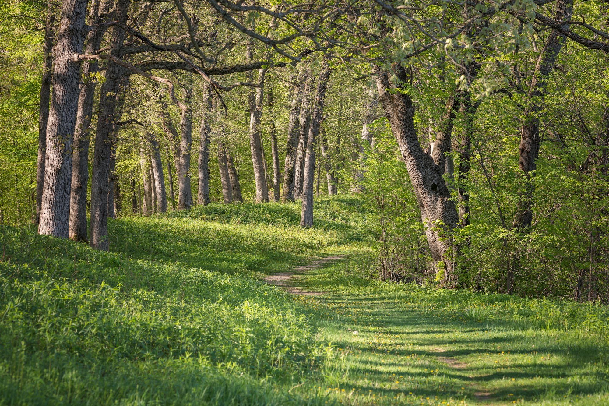 Weg über eine grüne Waldlichtung