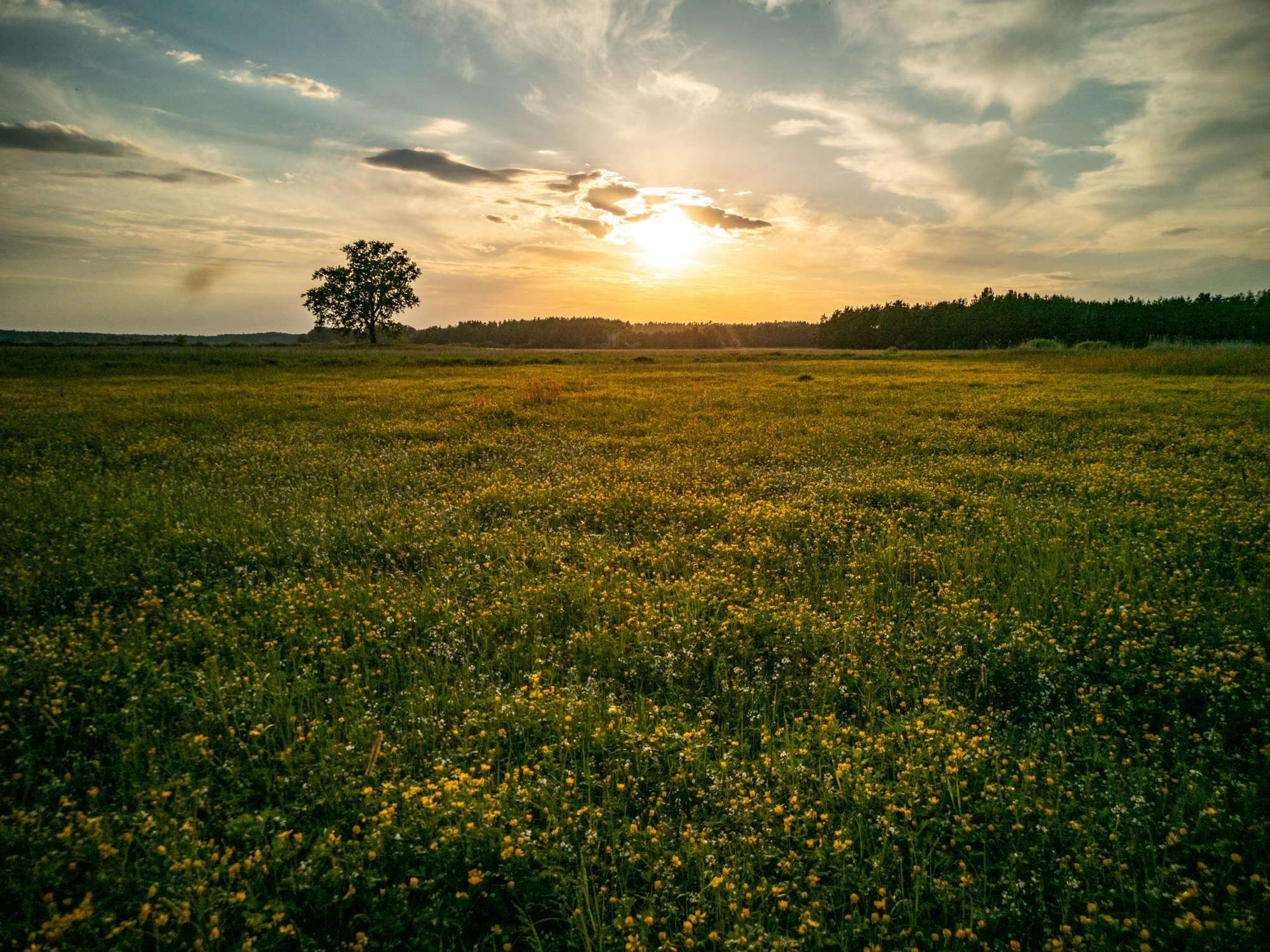Wiese mit einzelnem Baum unter weitem Himmel